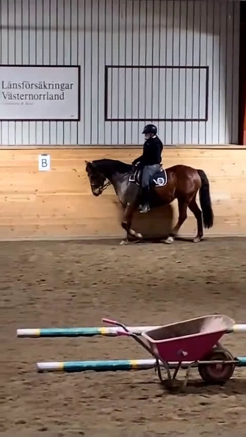 Allround hästar sökes: !Medryttarhäst sökes! i Sundsvall - Video 2