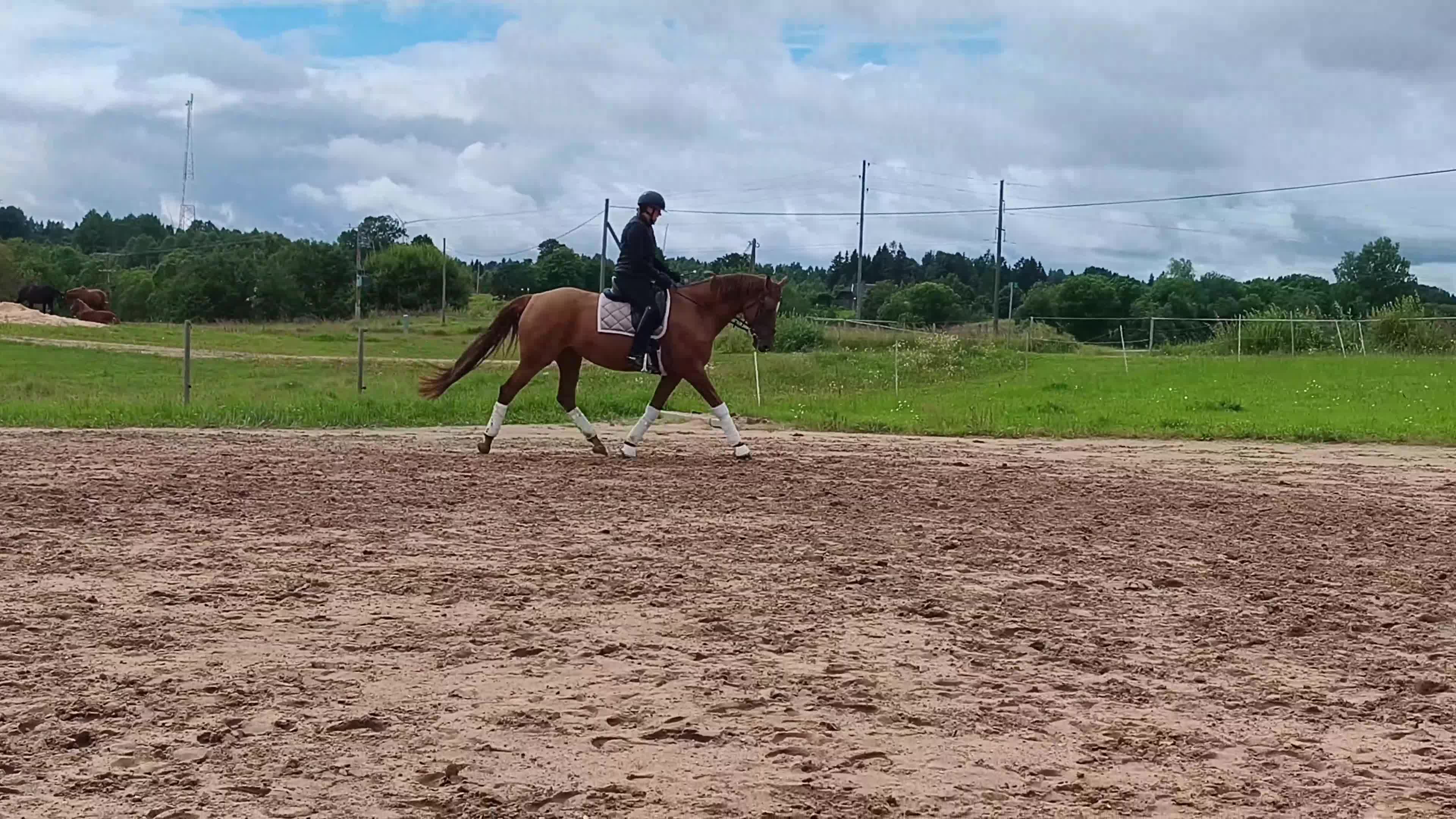 Allround hästar till salu: Amateur rider safe mare - Video 1