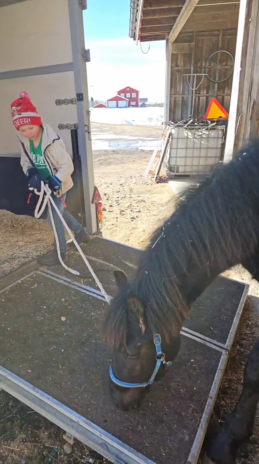 Allround hästar till salu: Trevligt ung frieser - Video 1