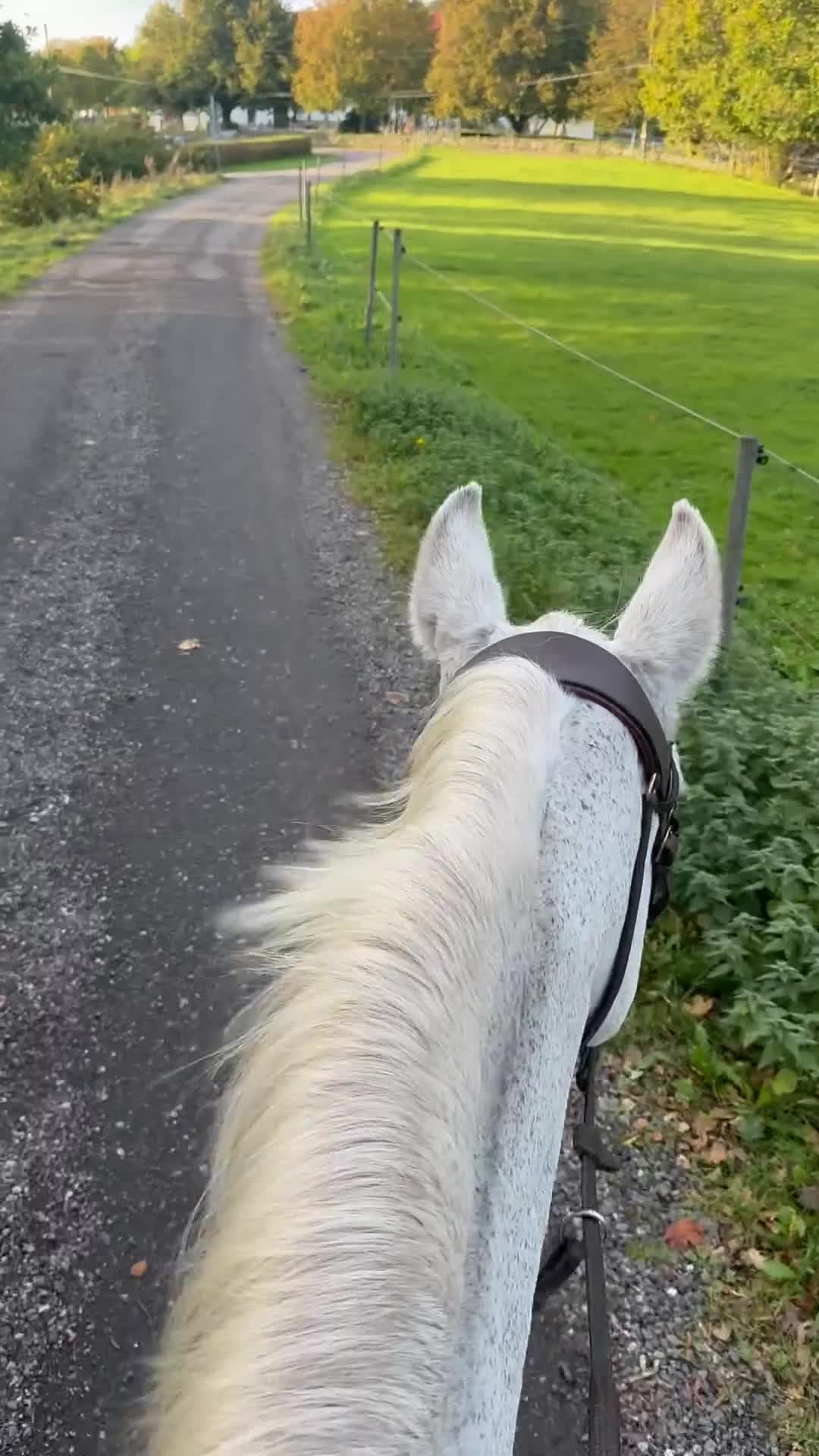 Sällskap hästar till salu: Underbar läromästare eller sällskap - Video 1