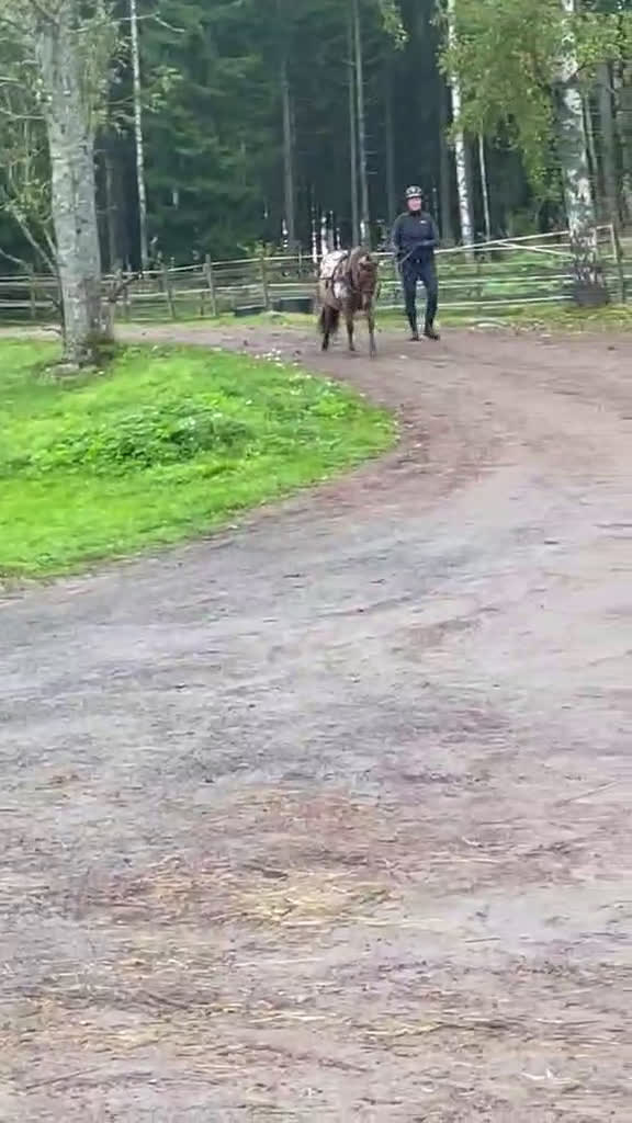 Allround hästar till salu: Sällskap, ponnyridning, körning!? i Karlstad - Video 2
