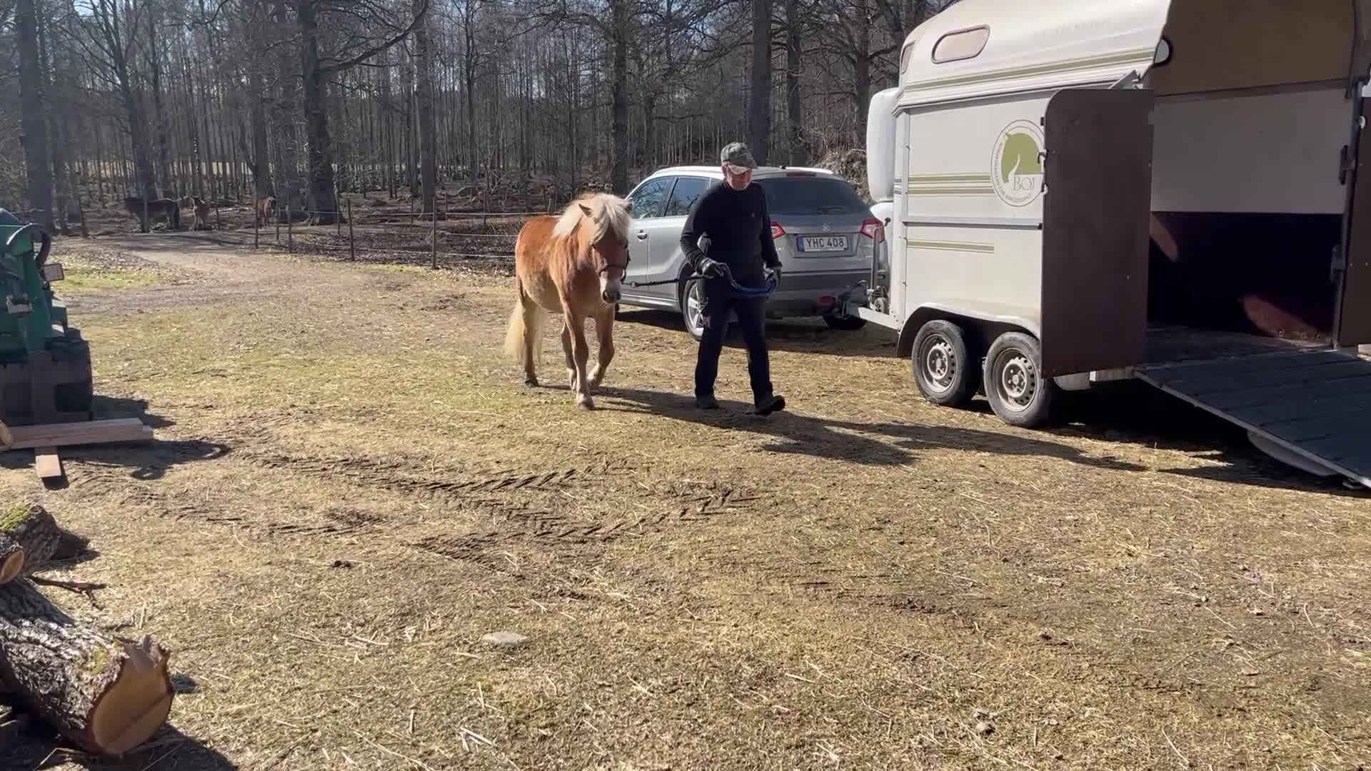 Allround hästar till salu: Lugn och stadig unghäst - Video 2