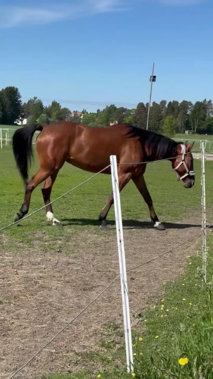 Allround hästar till salu: Vänligt sto, till ridning eller avel. - Video 1