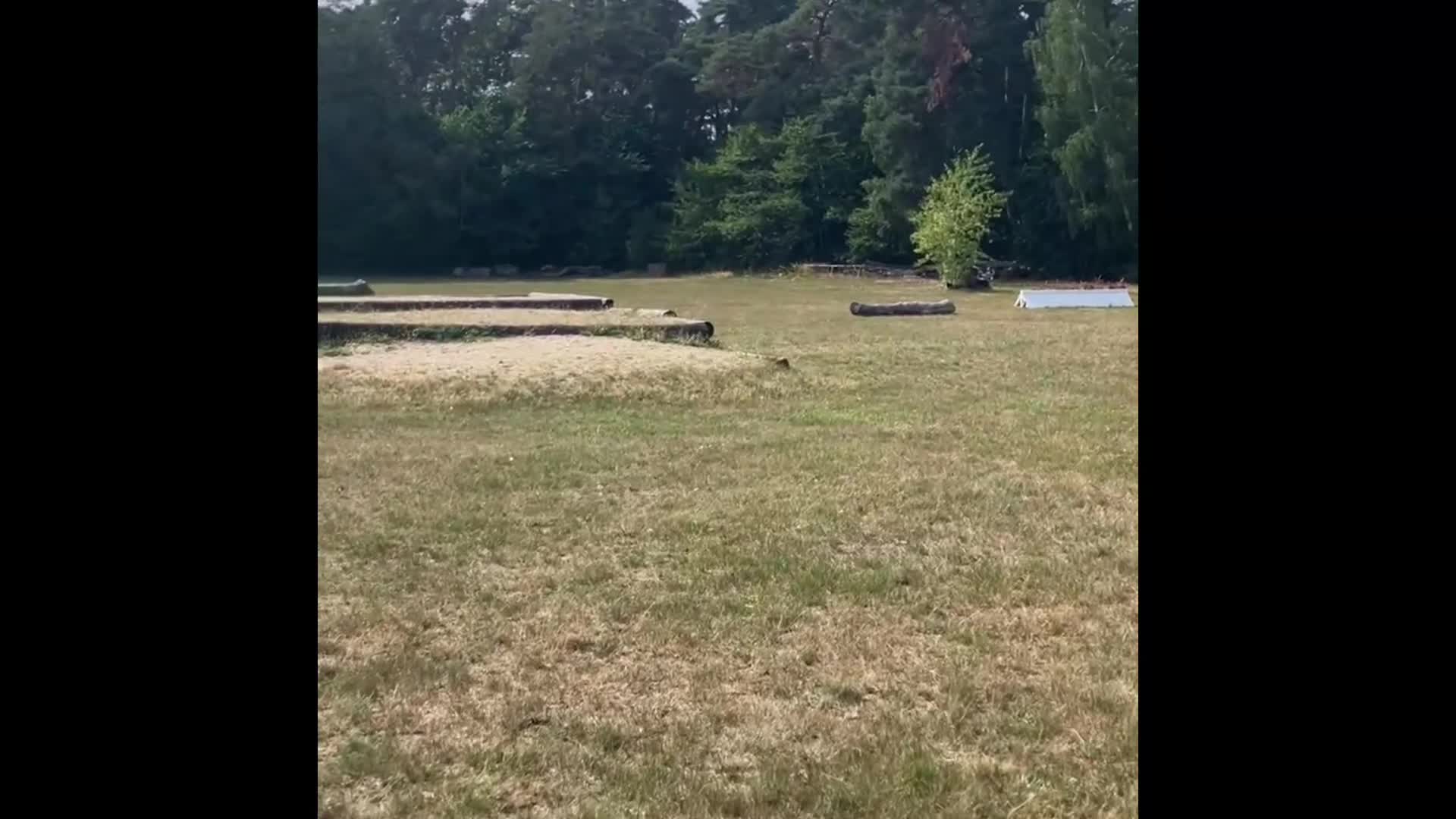 Allround hästar till salu: Rutinerad läromästare🌟 - Video 1