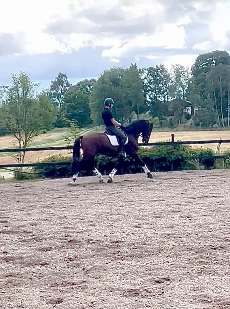 Dressyr hästar till salu: Importerad 6 årig Lusitano valack i Örsundsbro - Video 4