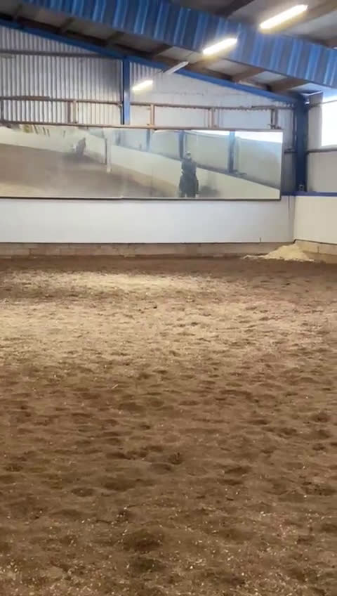 Dressyr hästar till salu: Trevlig häst för framtiden - Video 2