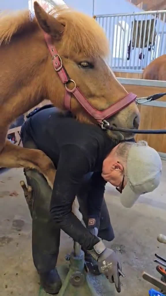 Island hästar till salu: Gullan - barnbarn till en 🌟!! i Skånes Fagerhult - Video 1