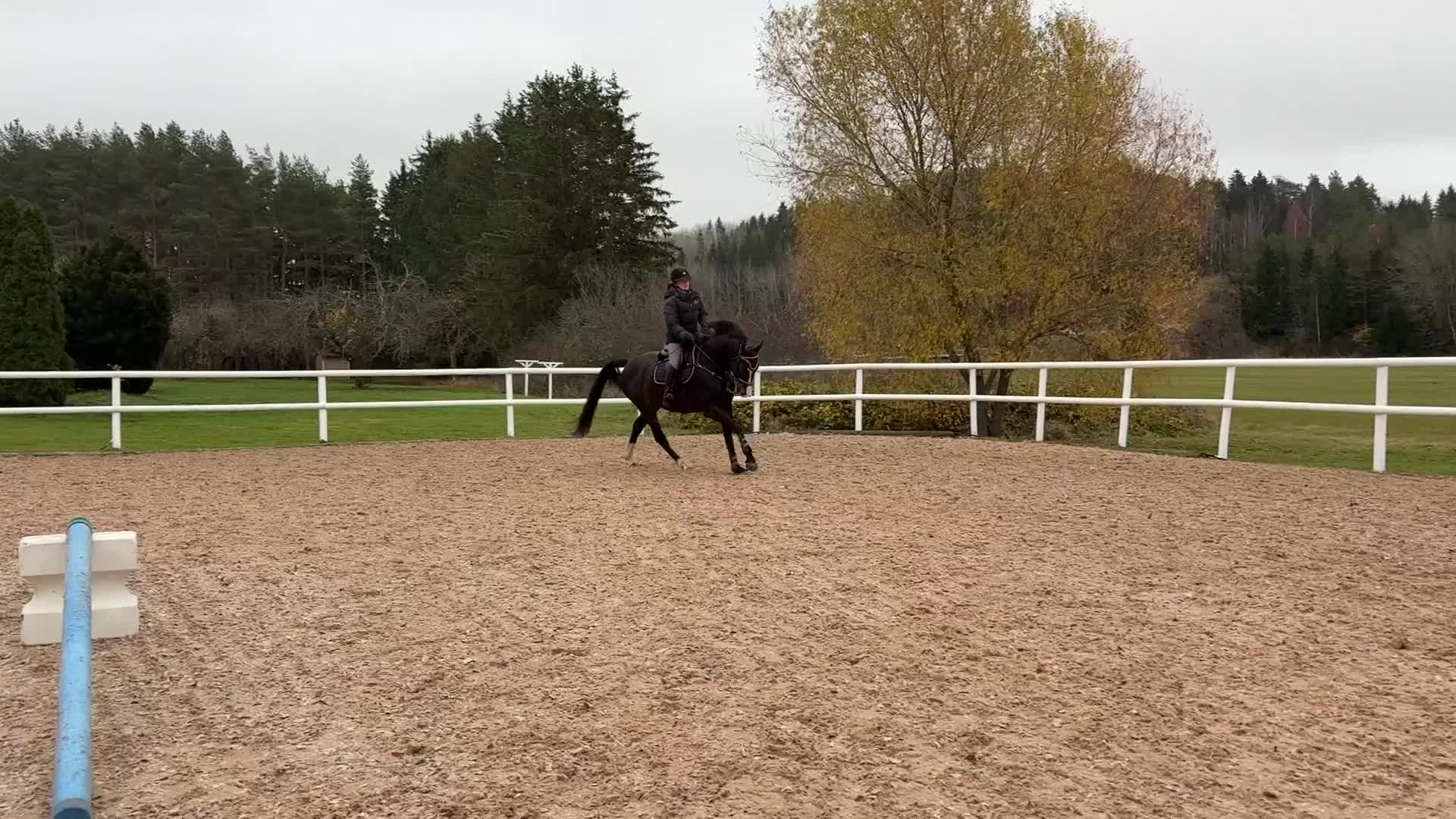Hoppning hästar till salu: Stjärna för framtiden  - Video 3