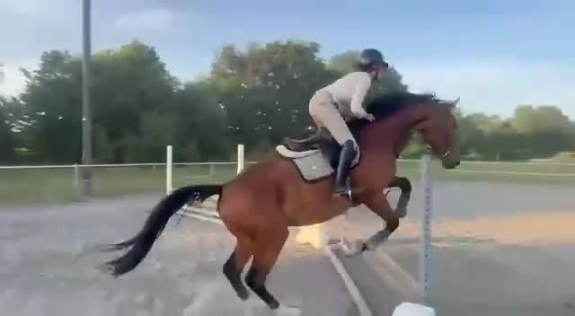 Hoppning hästar till salu: Snygg hopptjärna med stor kapacitet  - Video 1