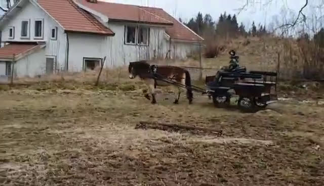 Allround hästar till salu: Gotlandsruss sto - Video 2