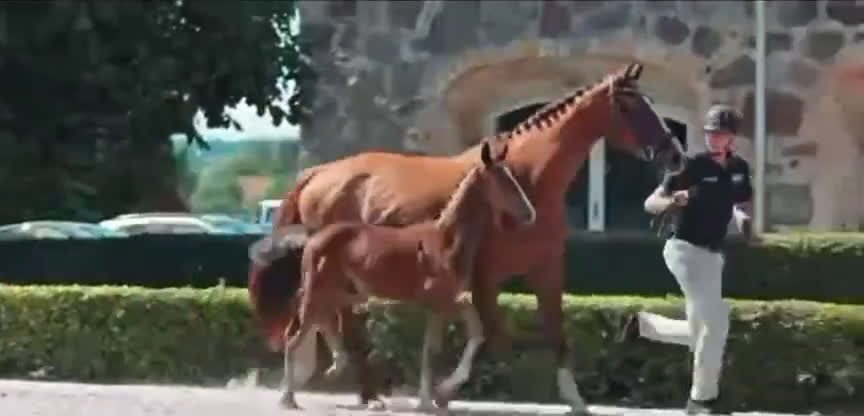 Hoppning hästar till salu: Ett föl för framtiden  i Ambjörnarp - Video 2