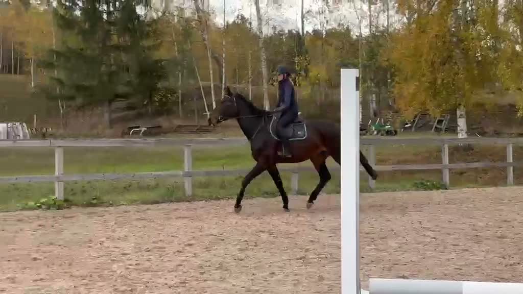 Hoppning hästar till salu: 4-årigt sto e. Party Dance  - Video 1