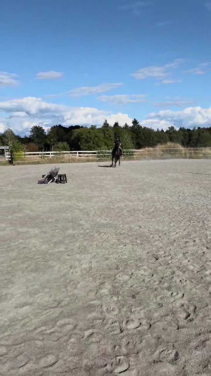 Hoppning hästar till salu: Flott sto med toppstam! - Video 2
