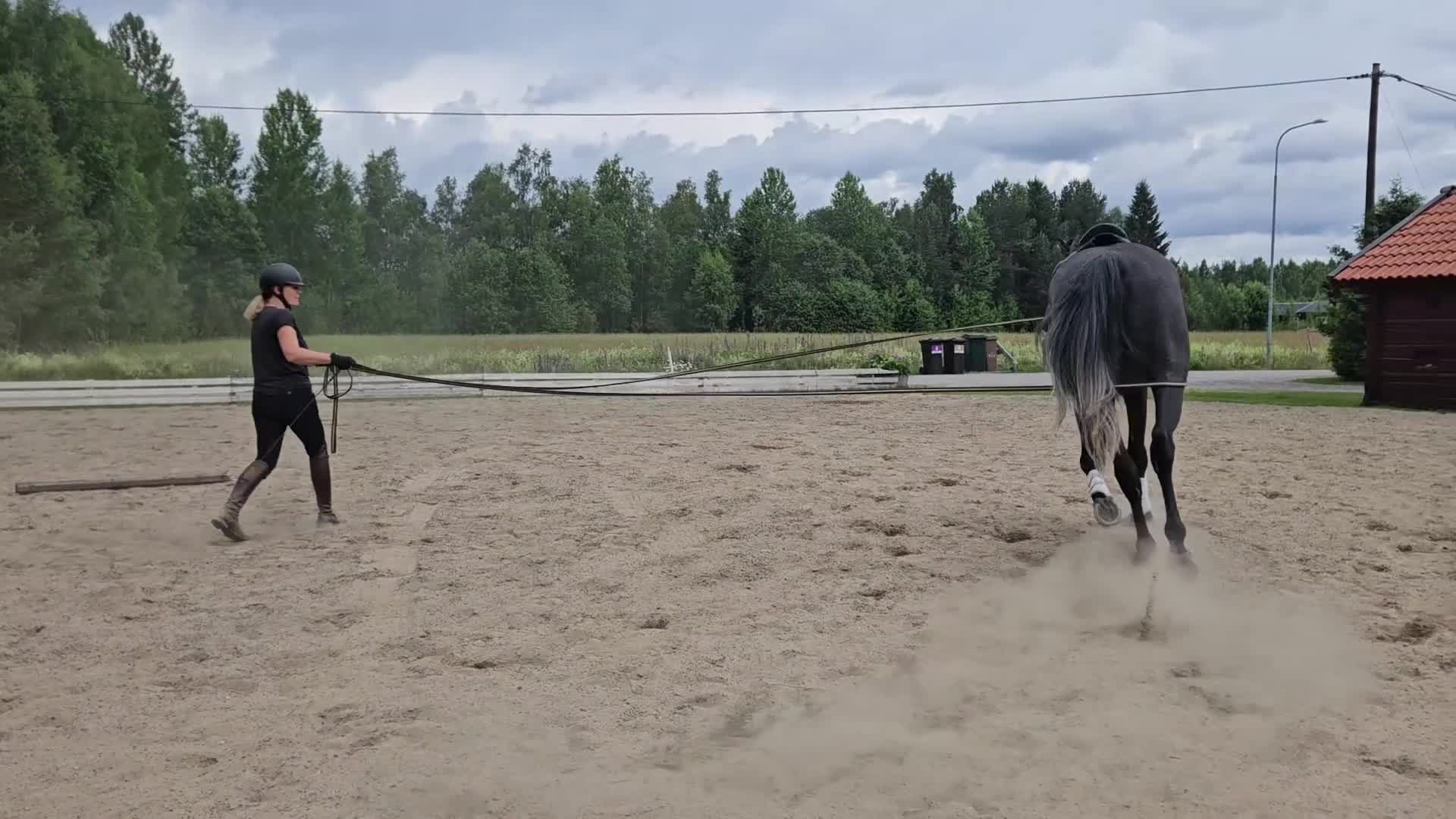 Dressyr hästar till salu: Lovande 4-åring för framtiden  - Video 1