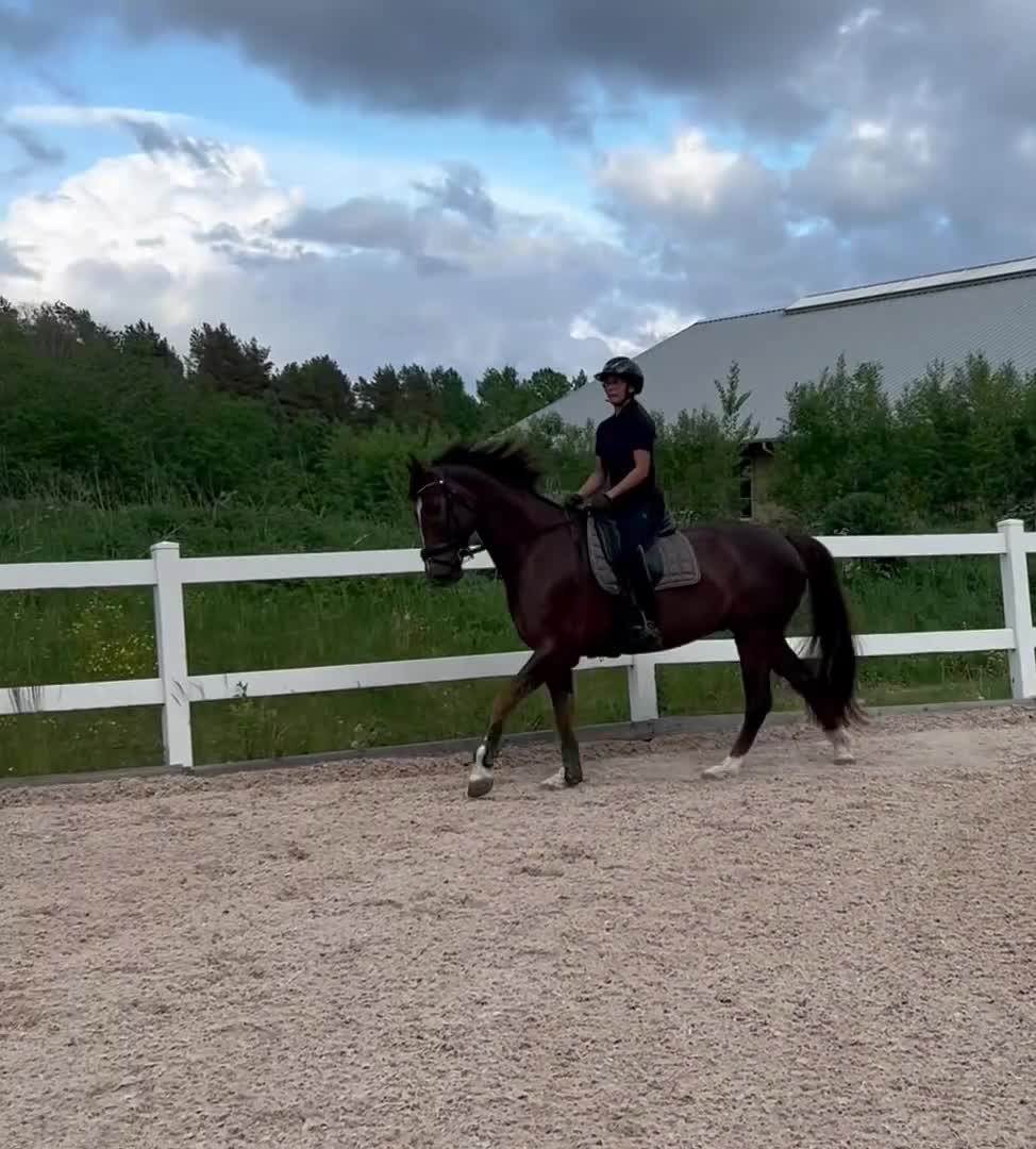 Working Equitation hästar till salu: Trevlig valack! - Video 2