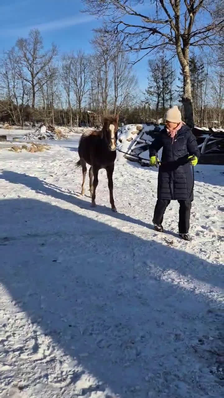 Allround hästar till salu: Ettårig Appaloosa-valack i Fågelmara - Video 3