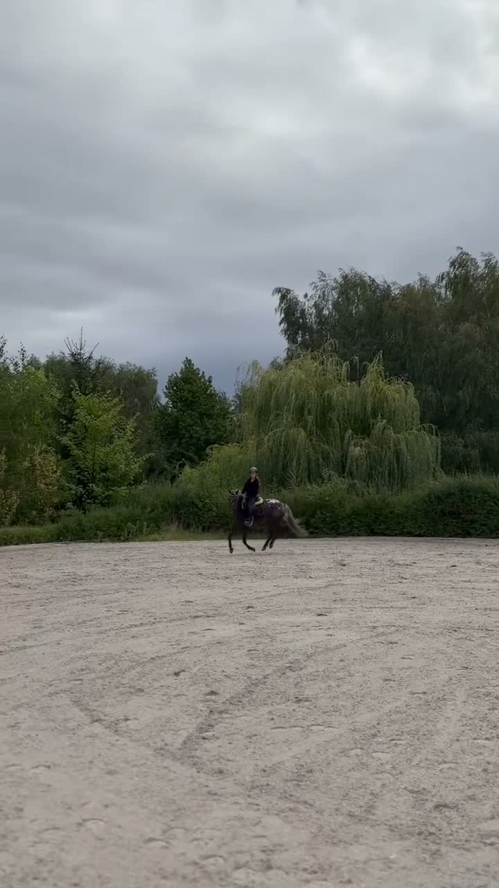 Hoppning hästar till salu: Amazing C-pony  - Video 1