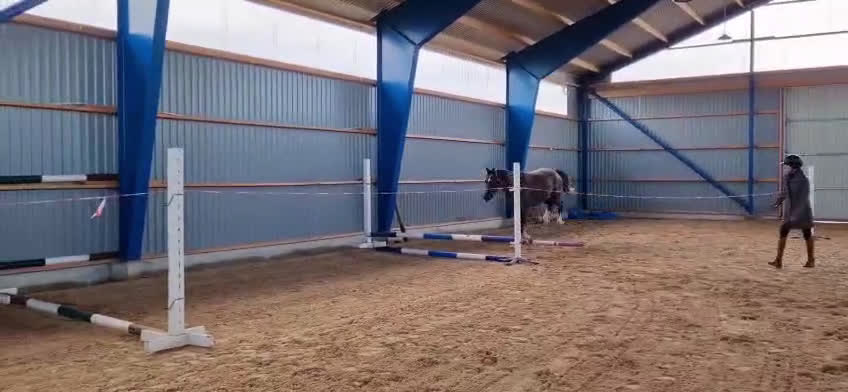 Hoppning hästar till salu: 2 årig valack i Enköping - Video 1