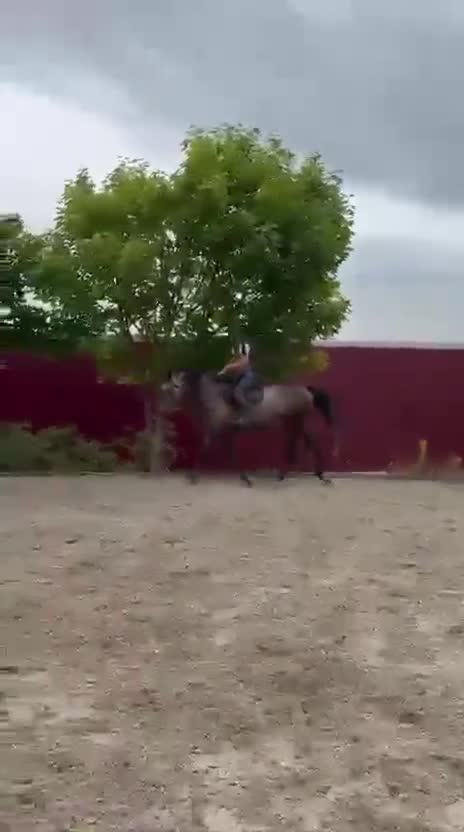 Hoppning hästar till salu: Stjernehoppe direkte etter Chacco-Blue - Video 1