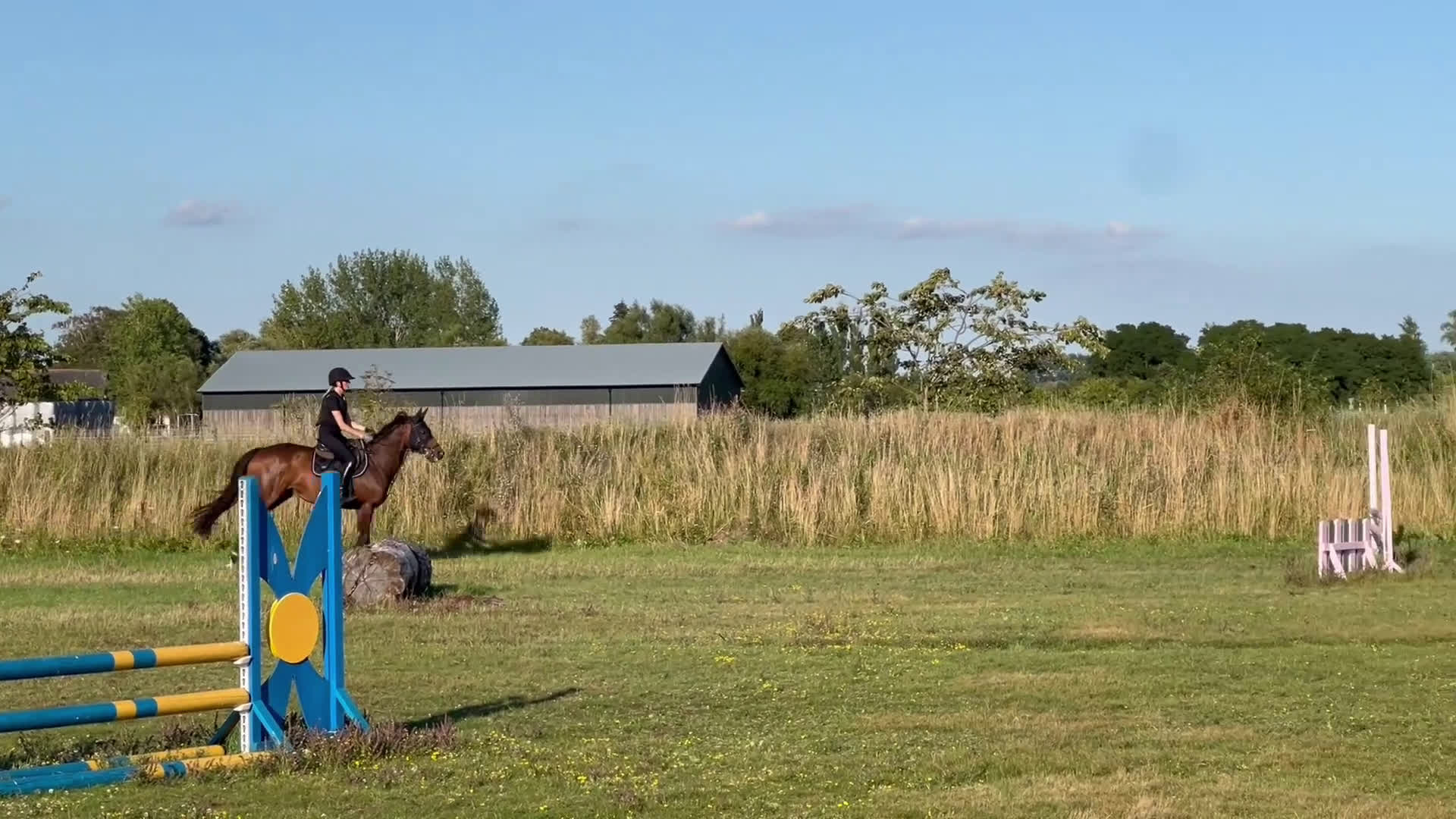 Allround hästar till salu: Vackert allroundsto med positiv inställning! i Höllviken - Video 2