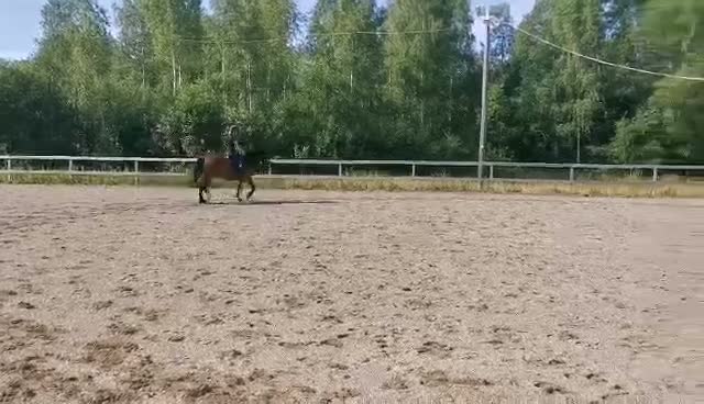 Allround hästar till salu: Skogsmulle säljes i Jädraås - Video 2