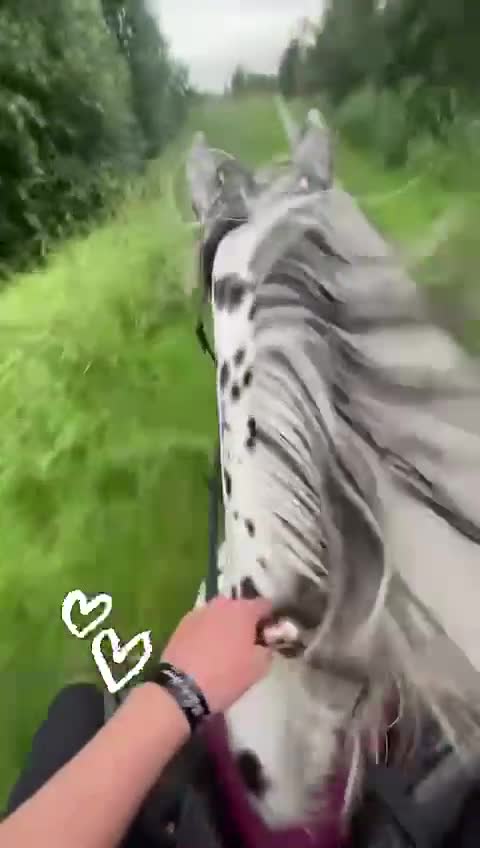 Allround hästar till salu: Unik allround inkörd pony - Video 2