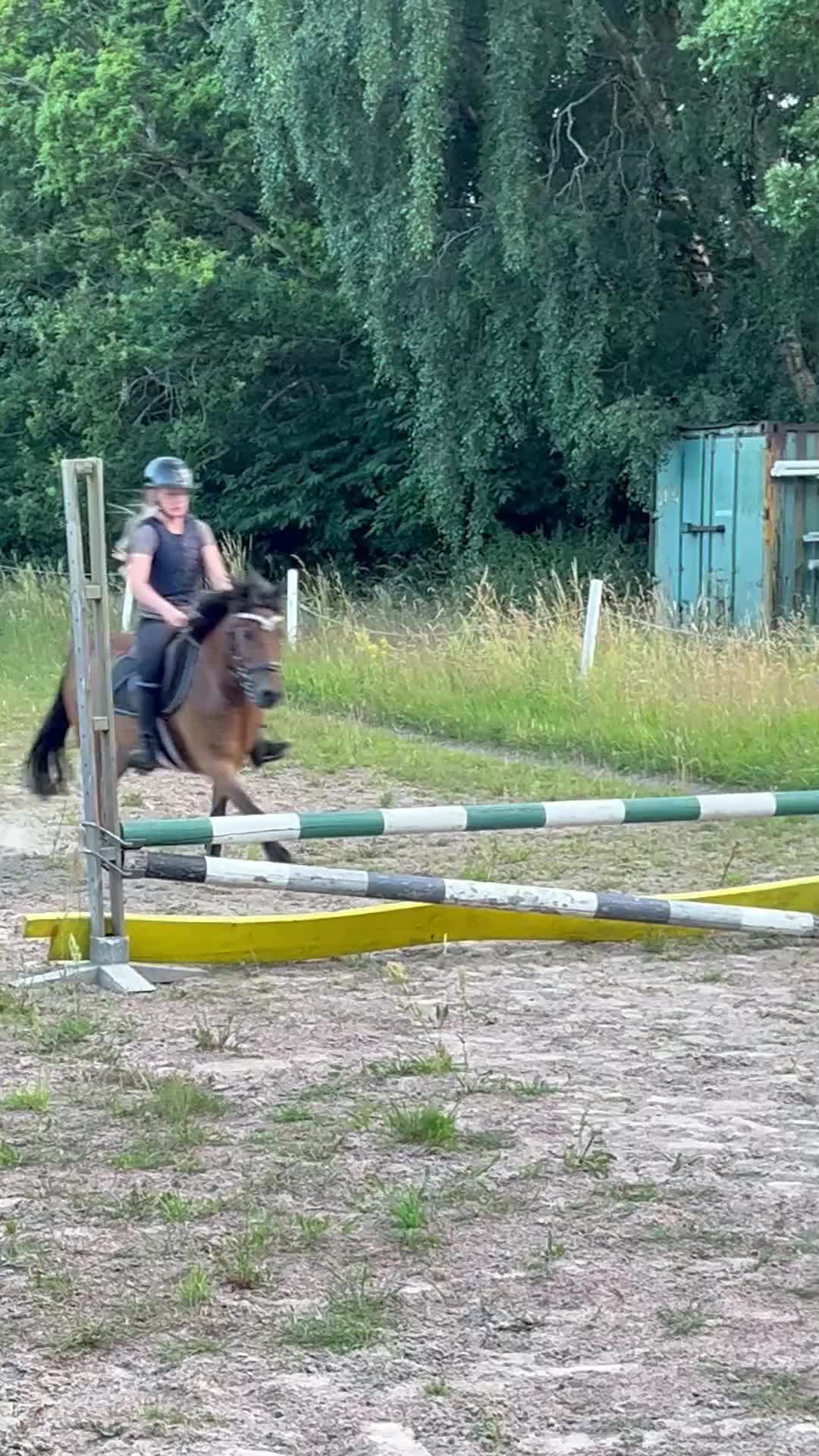 Allround hästar till salu: Ponny man kan göra allt med - Video 4