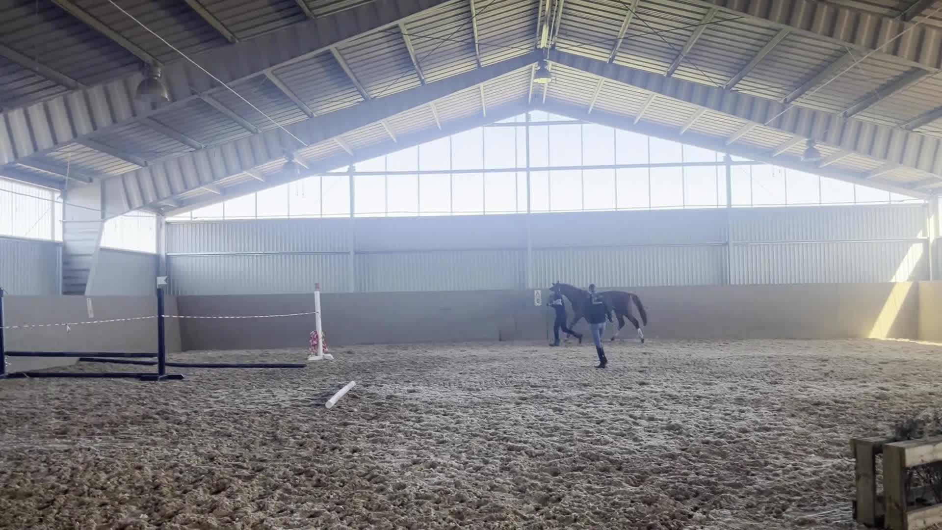 Hoppning hästar till salu: Vacker treåring med kapacitet  - Video 3