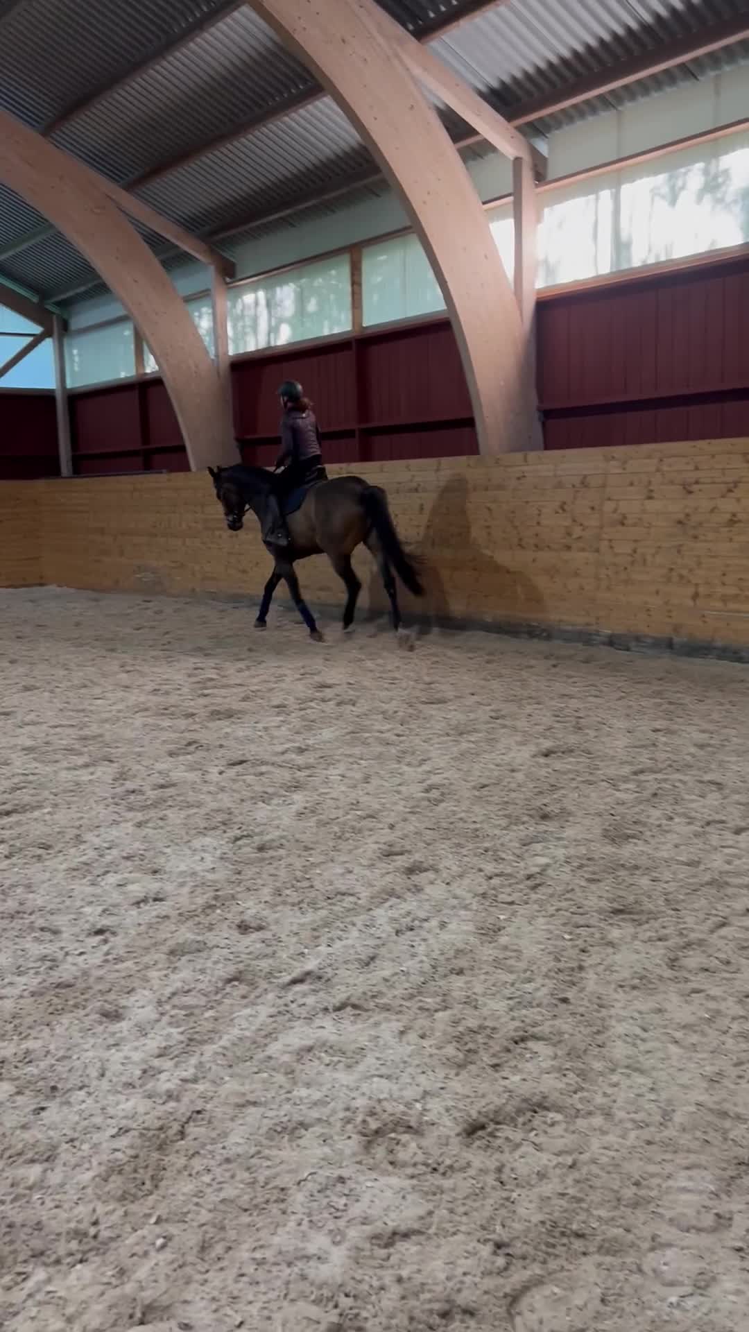 Hoppning hästar till salu: Trevlig, välutbildad hopphäst - Video 2