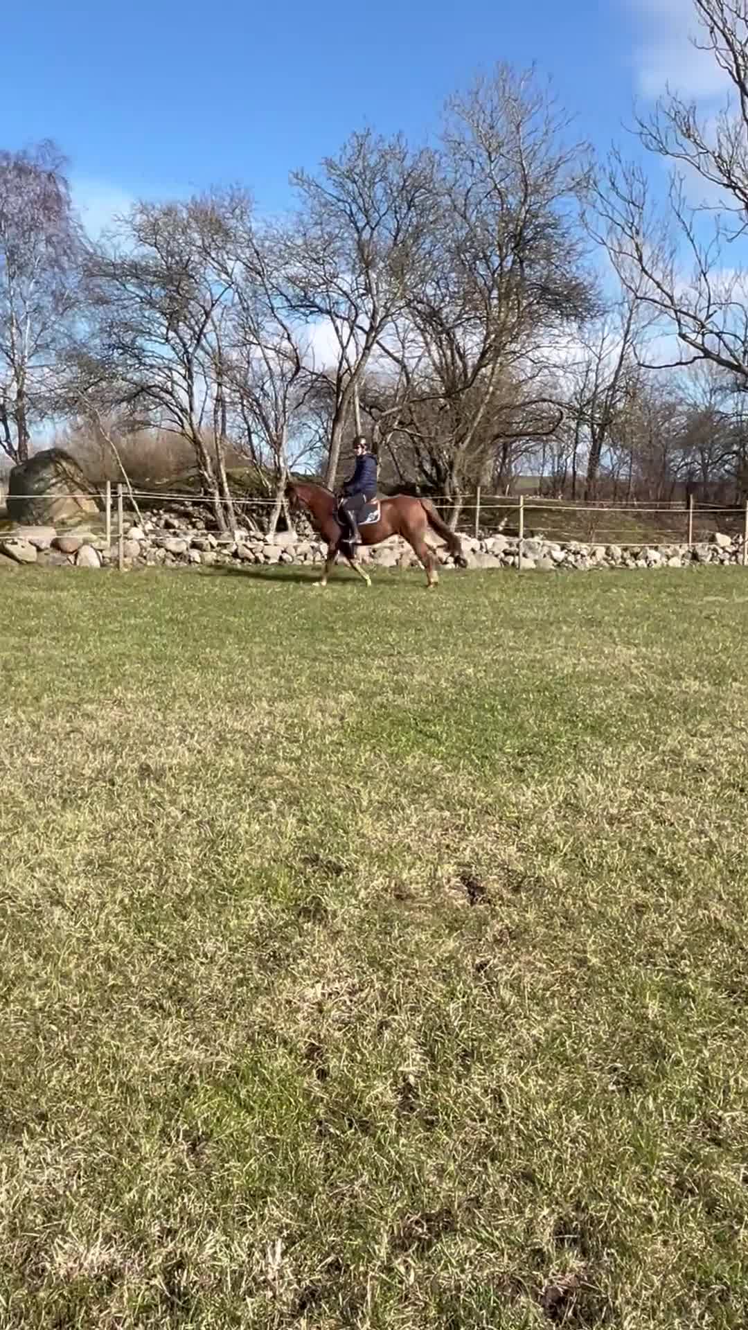 Allround hästar till salu: Supertrevlig c-ponny - Video 1