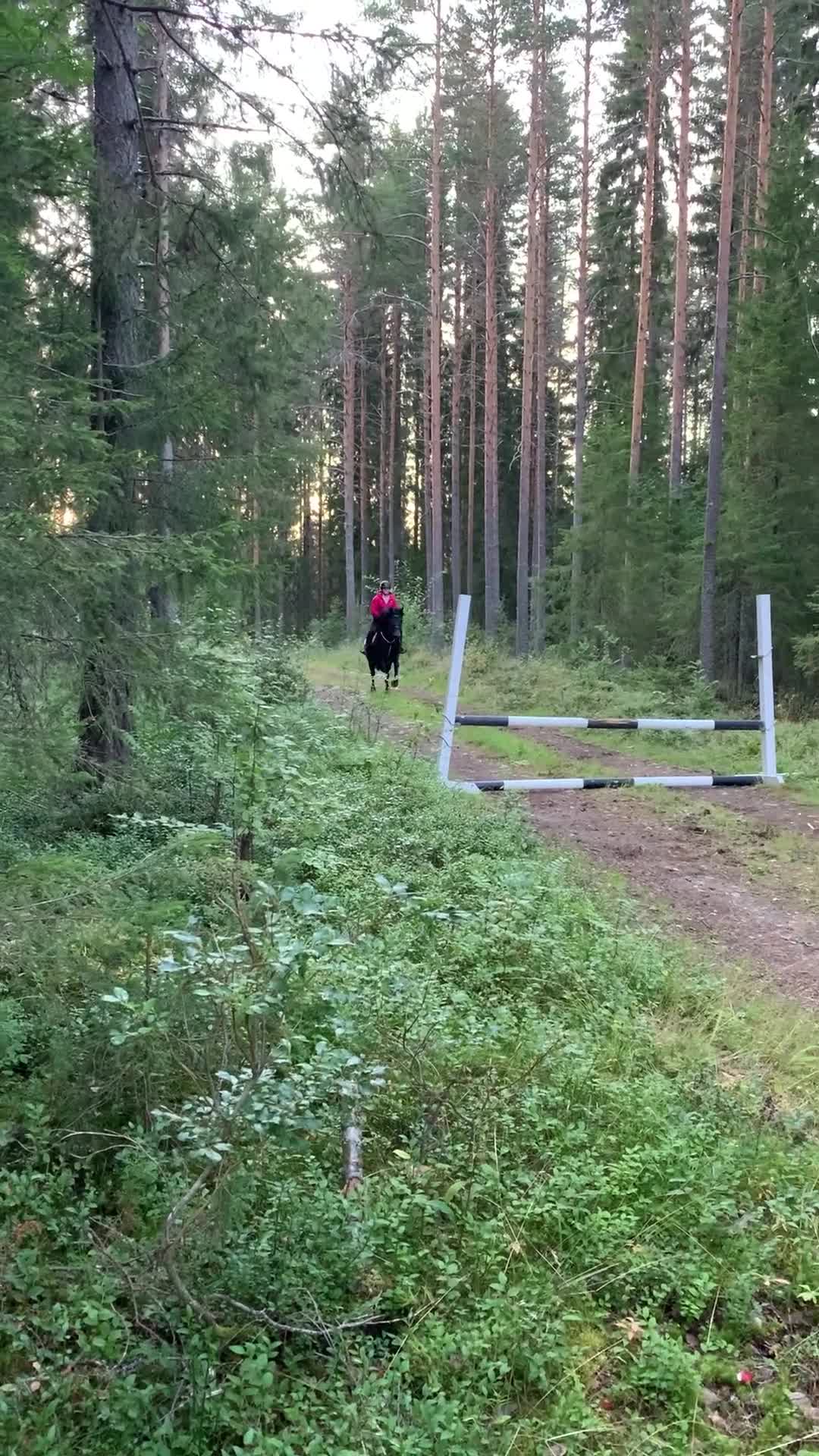 Allround hästar till salu: Värdens bästa kallblod  - Video 2
