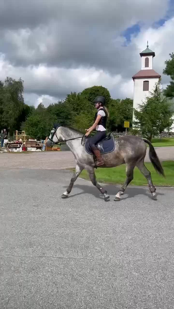 Allround hästar till salu: Totte  - Video 2