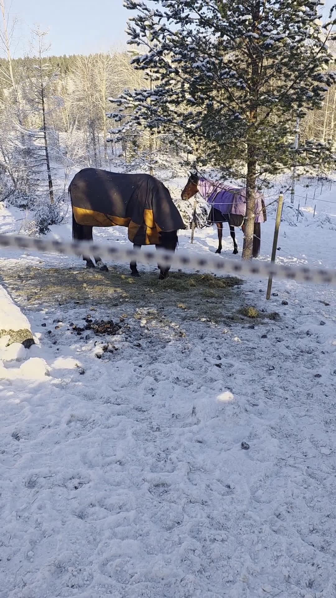 Allround hästar till salu: Vbl valack Ridhäst 174 cm 6 år - Video 1