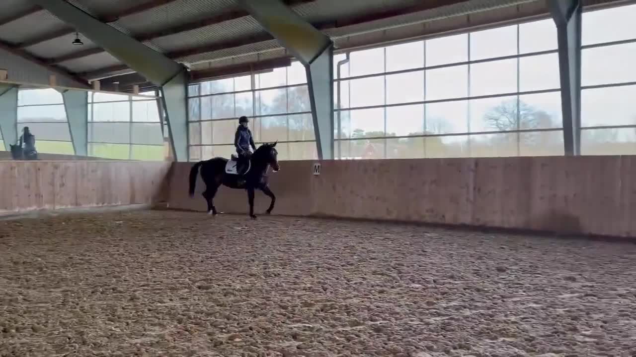 Hoppning hästar till salu: Lovande 4-åring e: Cornetto du Lys PS - Video 1