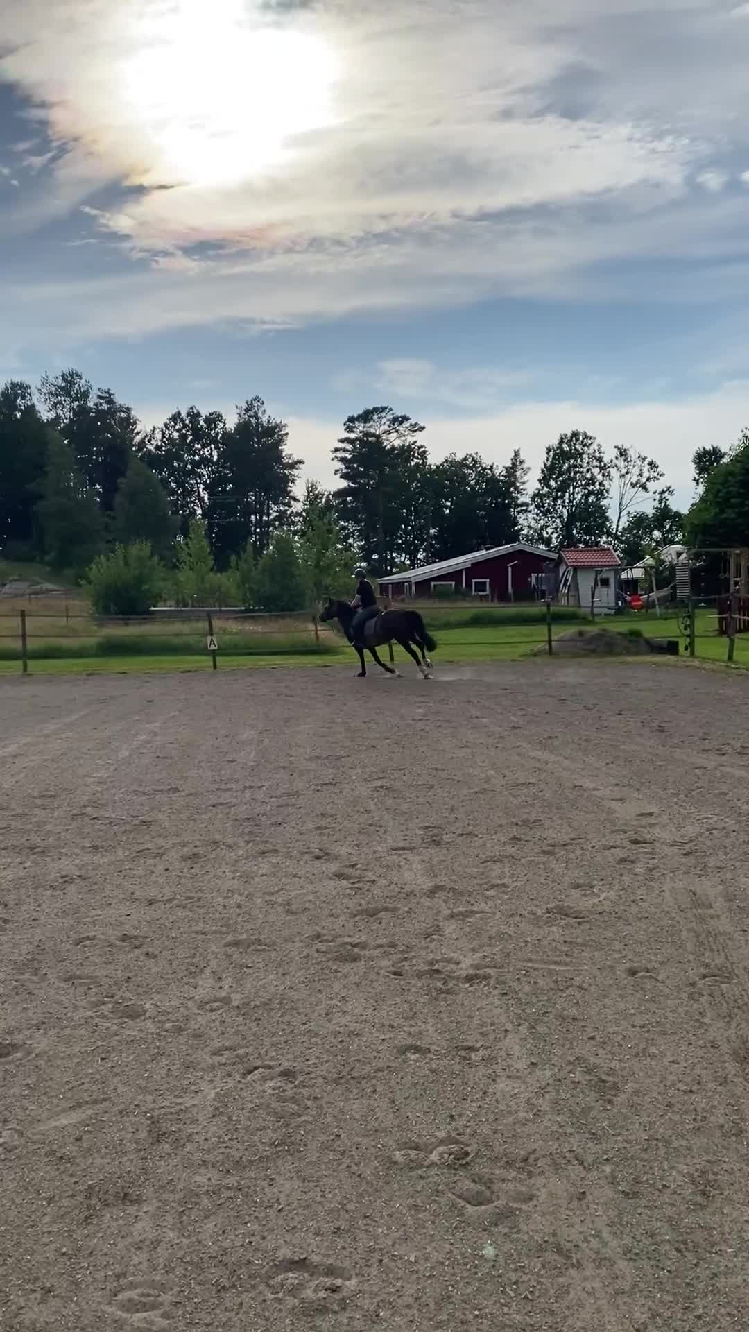 Allround hästar till salu: Härlig allround ponny - Video 4