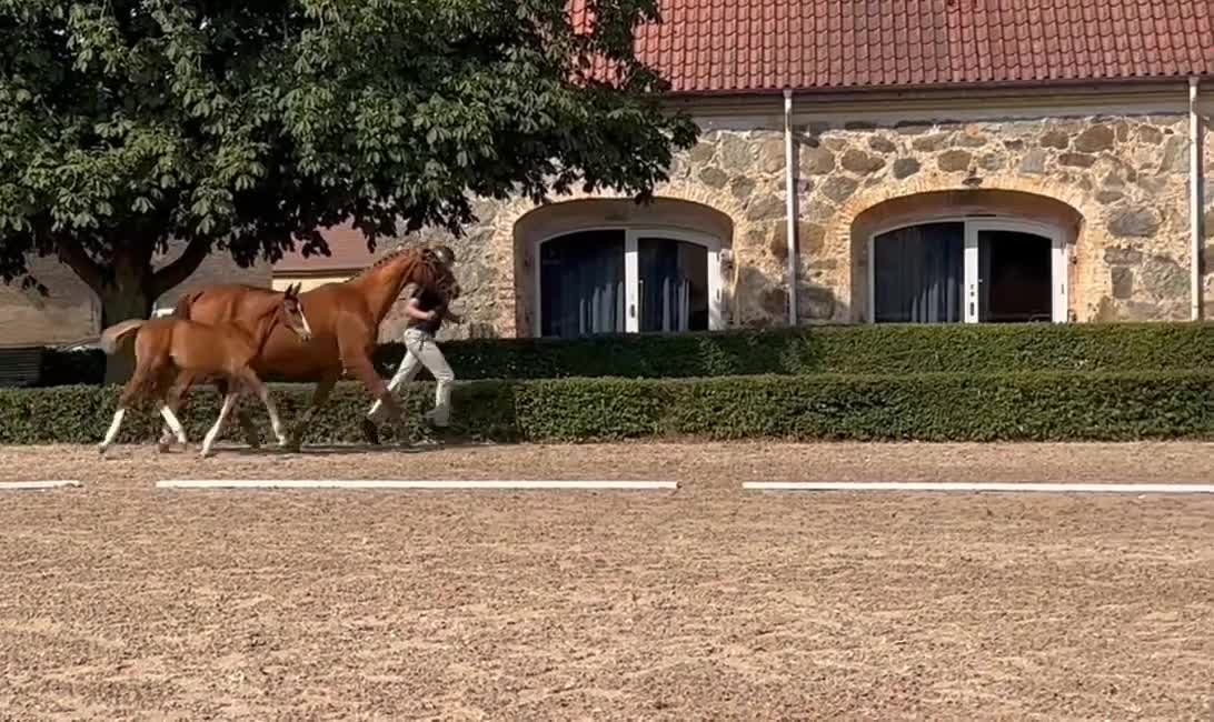 Hoppning hästar till salu: Något för framtiden  - Video 1