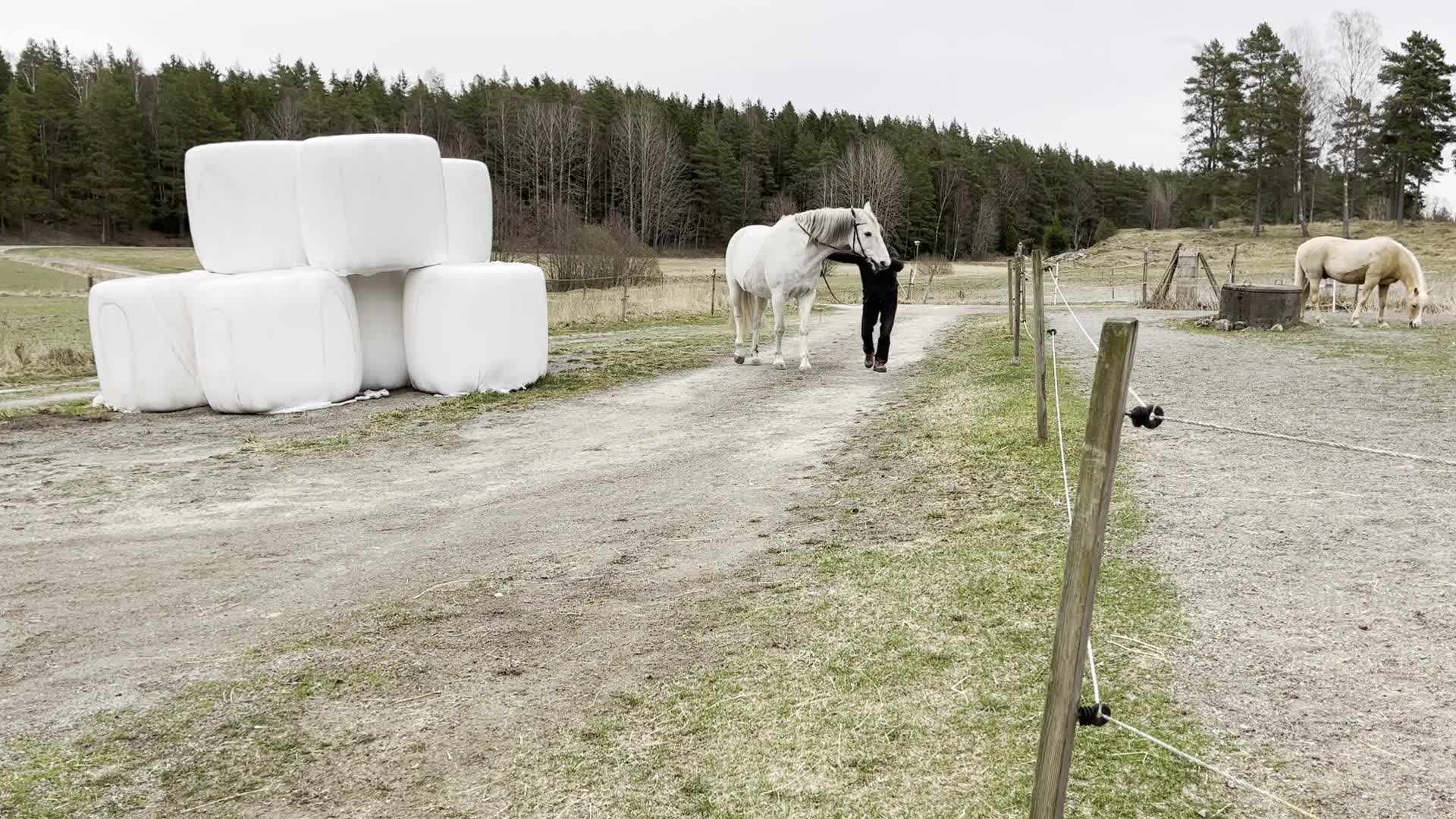 Akademiskt hästar till salu: Välutbildad, lugn och snäll  i Tystberga - Video 2