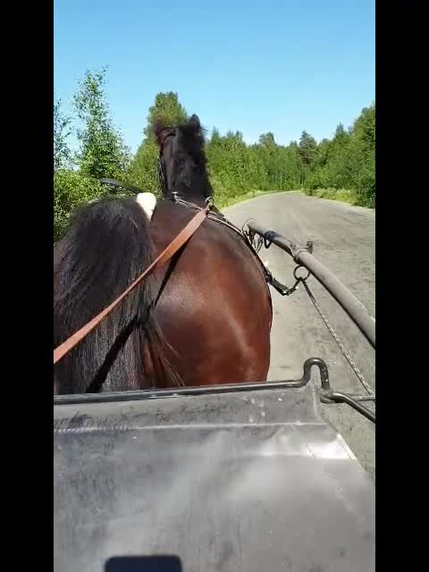 Allround hästar till salu: Underbart vackert och snällt sto 9 år i Boden - Video 1