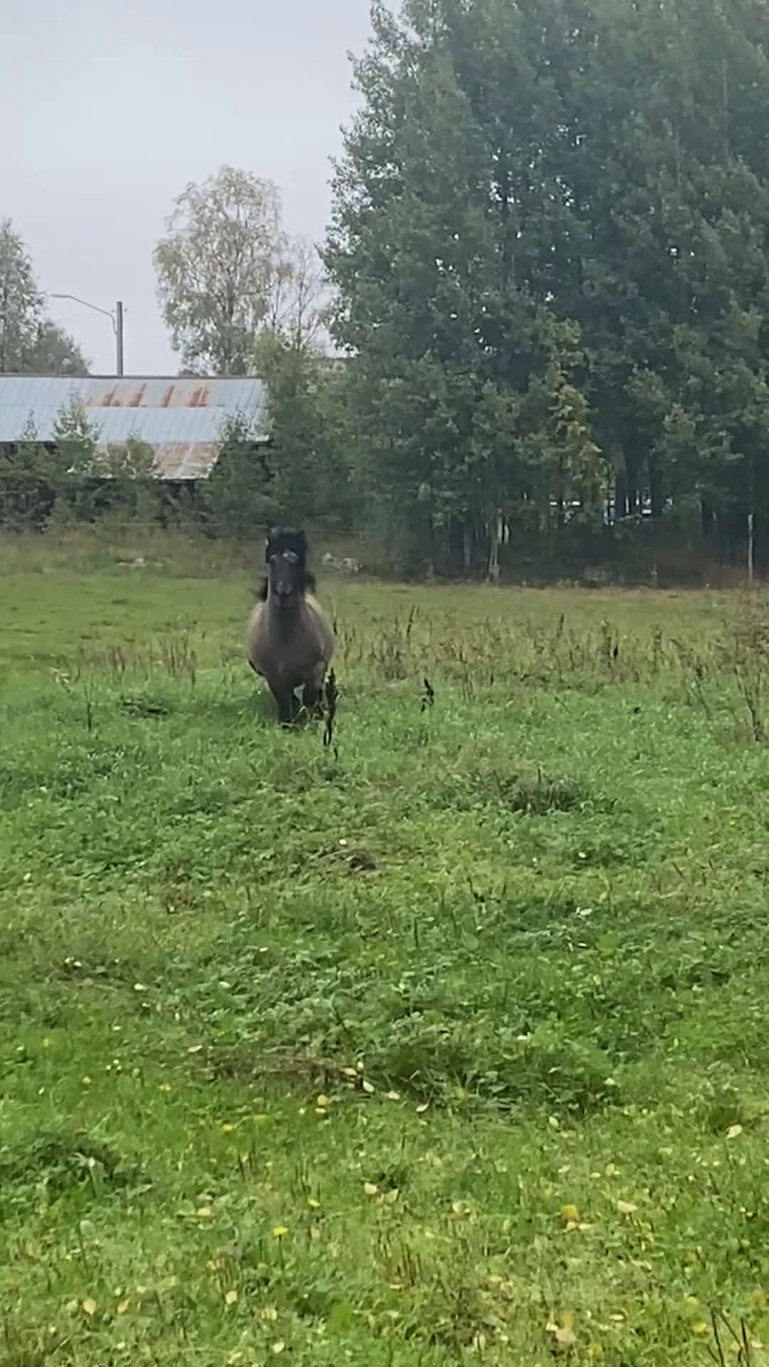 Allround hästar till salu: Nordsvensk valack  i Påläng - Video 1