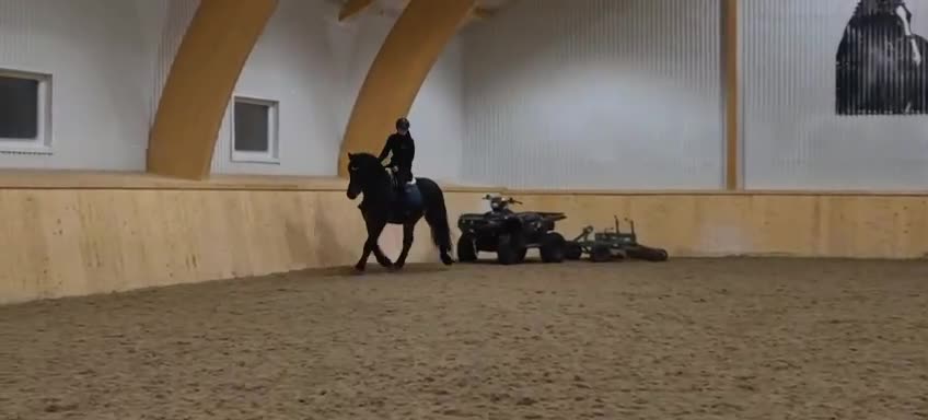Allround hästar till salu: Blivande tävlingshäst - Video 1