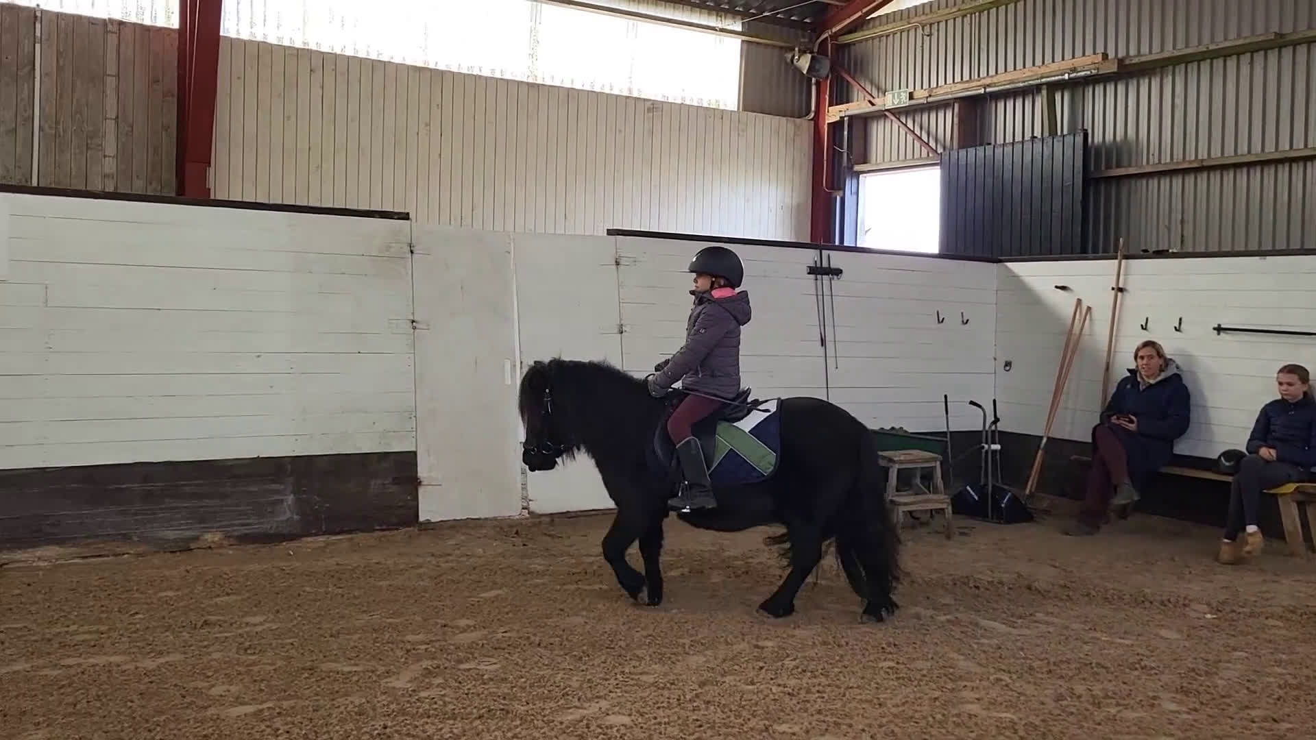 Allround hästar till salu: Rid och körbar Shetlandsvalack i Lund - Video 1
