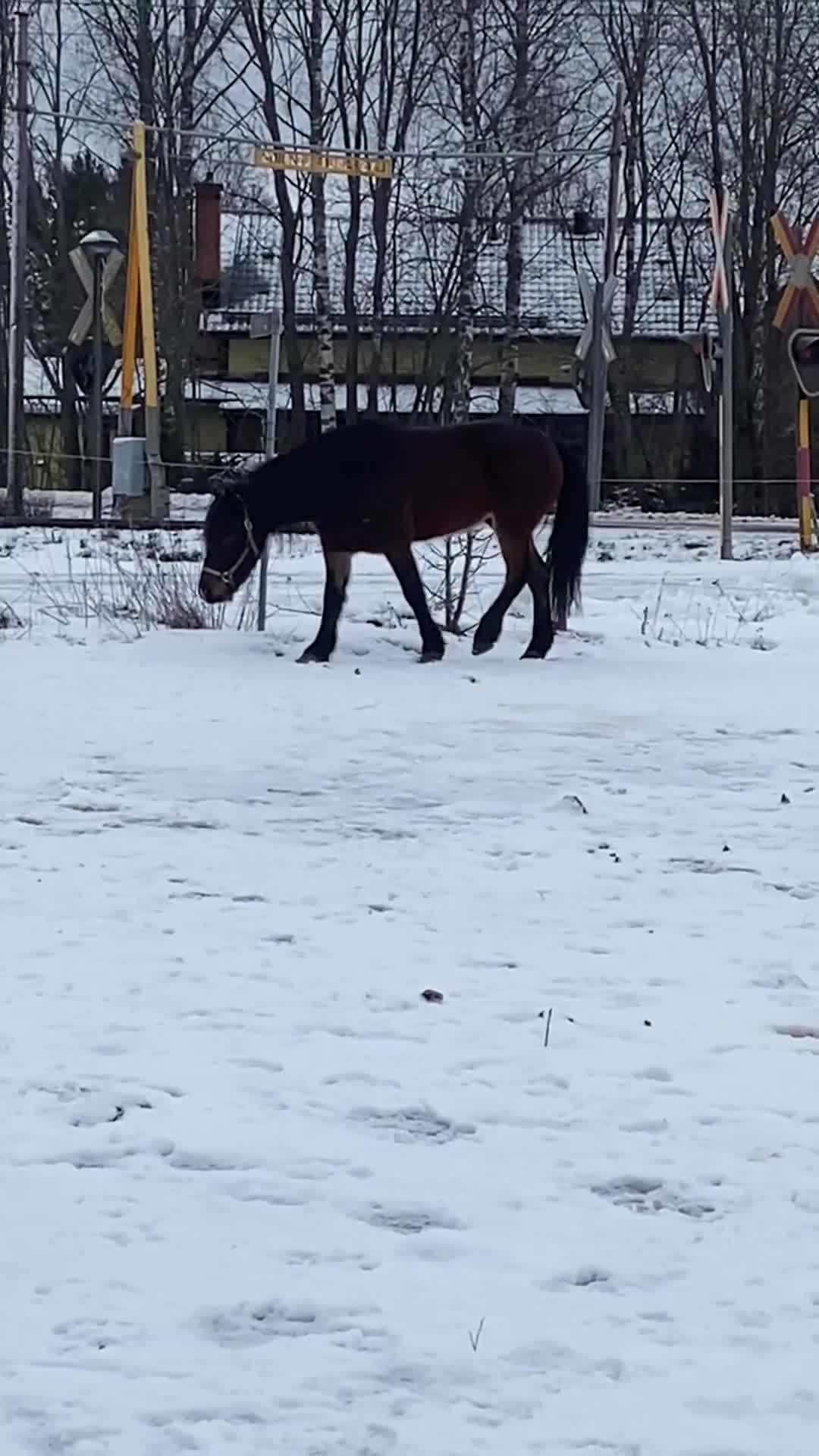 Allround hästar till salu: Söt nordsvensk valack - Video 2