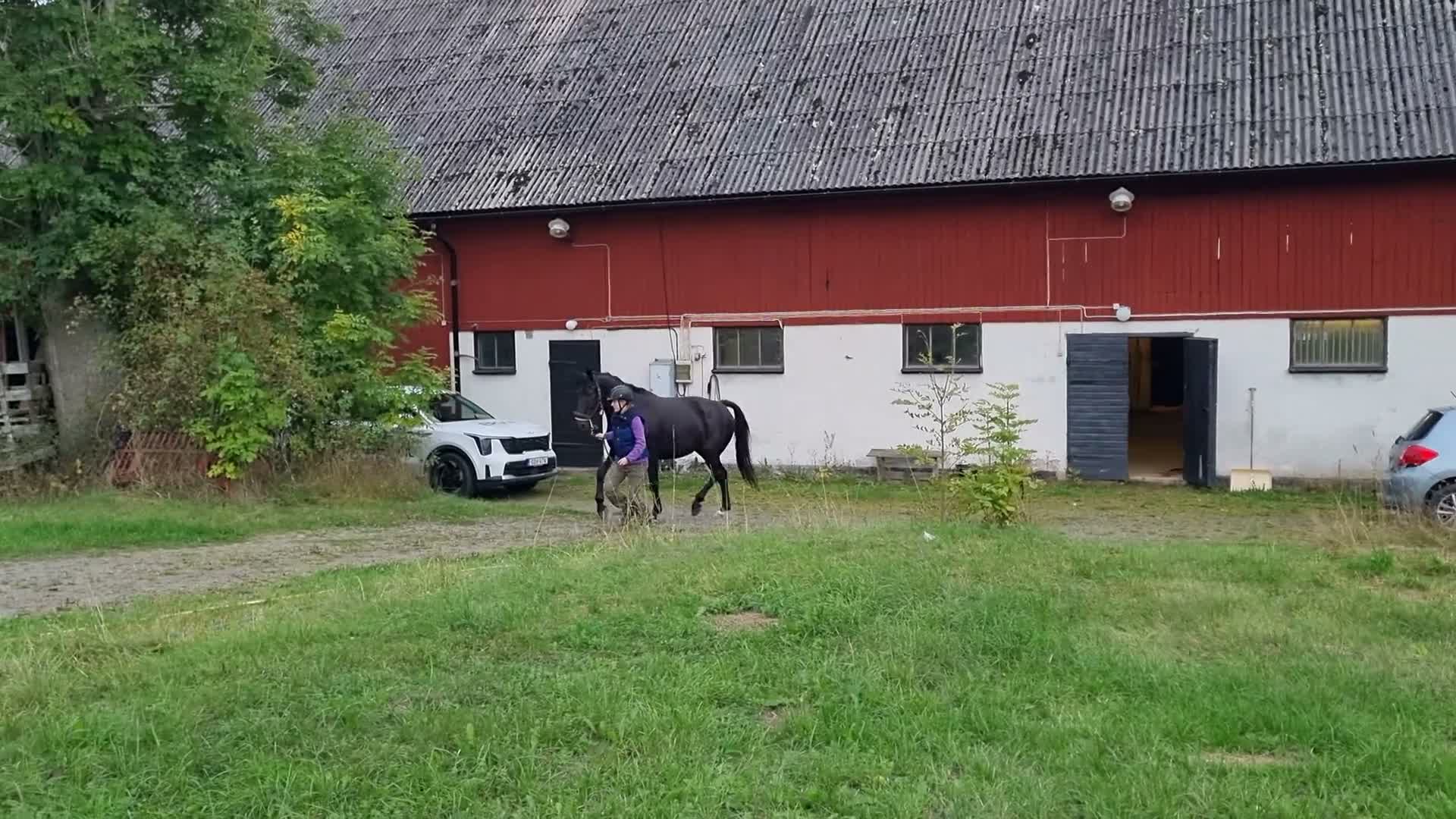 Allround hästar till salu: 💛 Föralltidhem sökes till 13-årig valak 💛  - Video 1