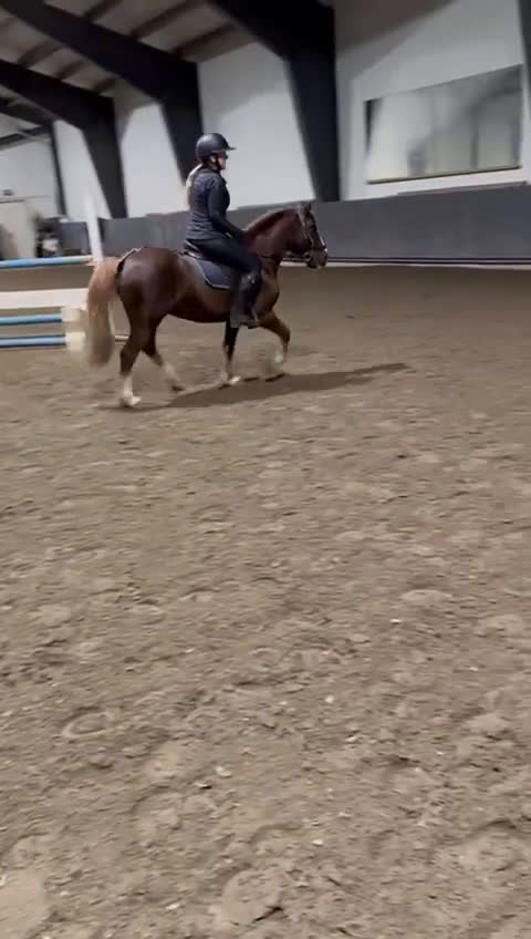 Allround hästar till salu: Kul kat.3 ponni selges i Sandefjord - Video 2