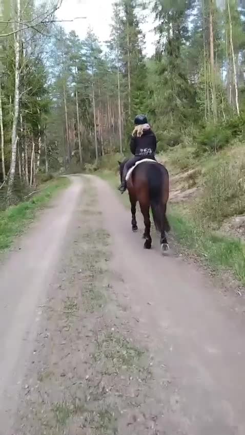 Allround hästar till salu: Dponny valack - Video 1