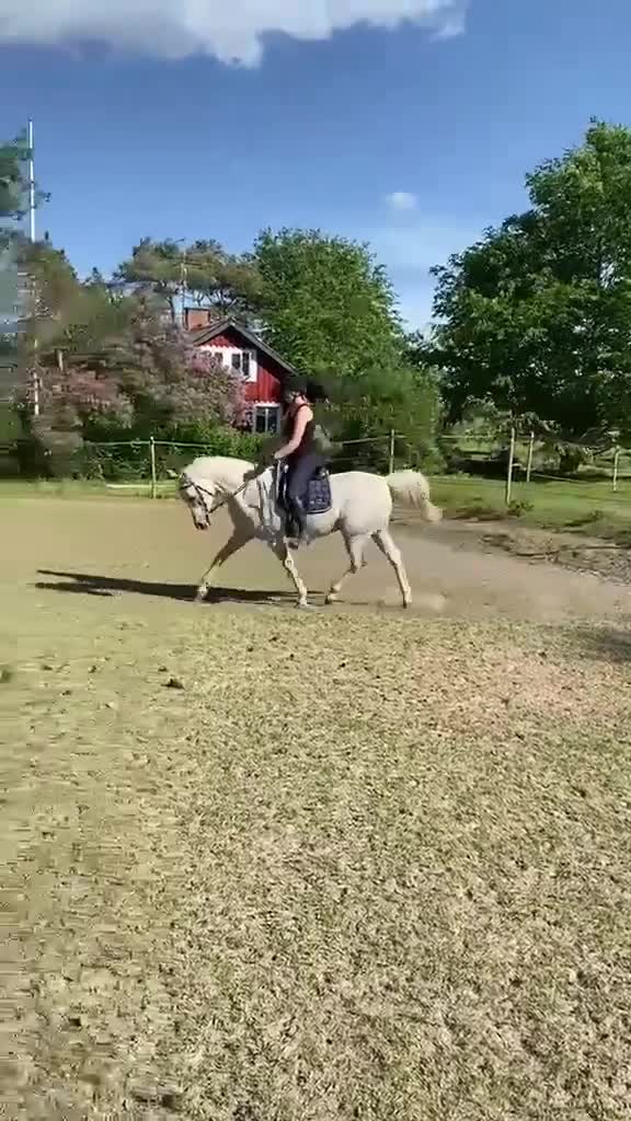 Allround hästar till salu: Valacken med stor personlighet säljes. i Strängnäs - Video 2