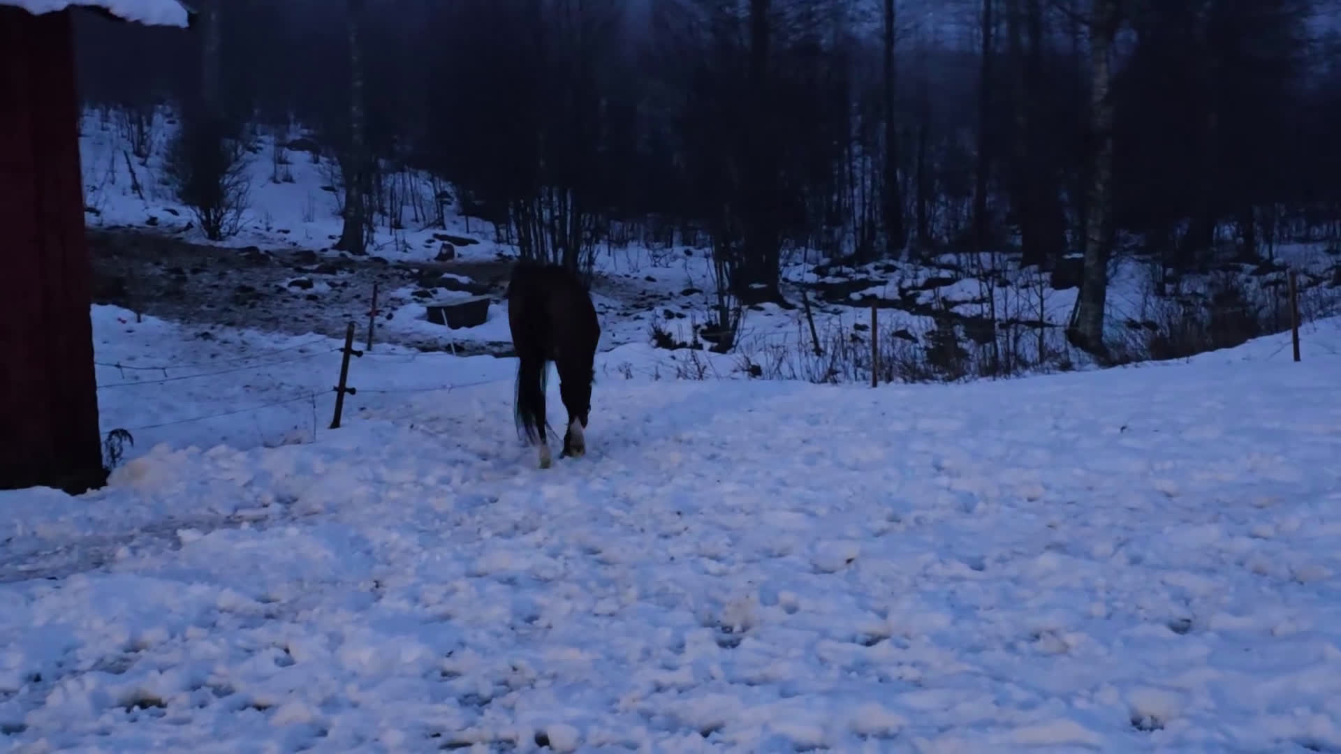 Dressyr hästar till salu: Dressyrstammad unghäst - Video 3