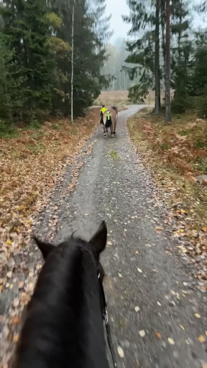  medryttarhäst finnes: Skogsmullehäst söker medryttare - Video 3