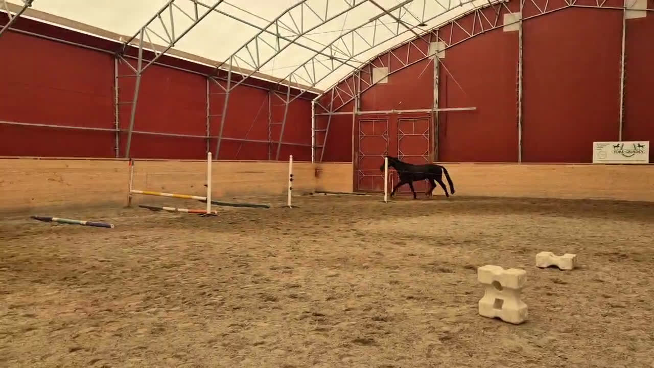 Hoppning hästar till salu: Högklassig Svart 4 årshingst - Video 3