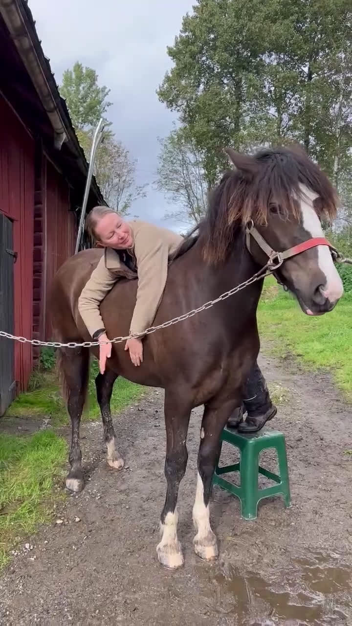 Trav hästar till salu: Super snyggt smart kallblod sto e. Ängsborken  i Säffle - Video 3